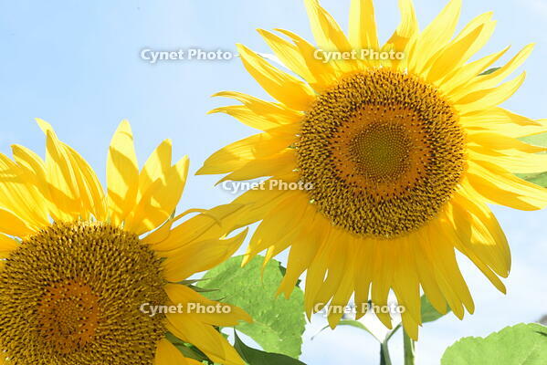 ヒマワリ　花 [XJU110005129]