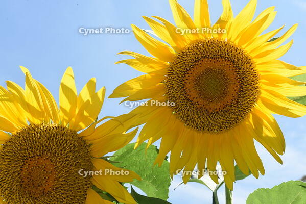 ヒマワリ　花 [XJU110005130]