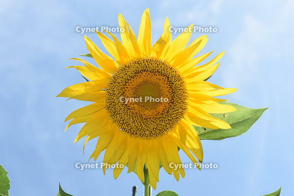 ヒマワリ　花 [XJU110005131]