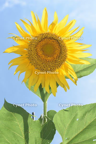 ヒマワリ　花 [XJU110005132]