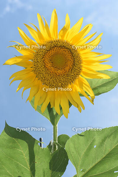 ヒマワリ　花 [XJU110005133]