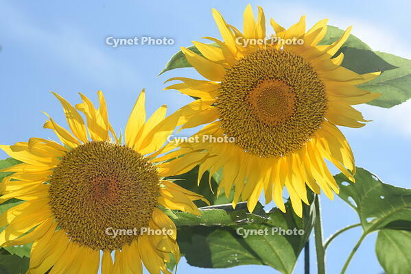 ヒマワリ　花 [XJU110005136]