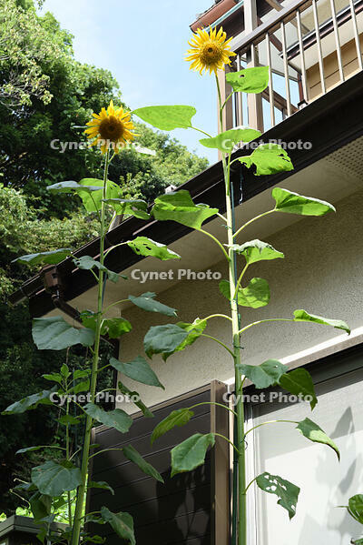 ヒマワリ　花 [XJU110005137]