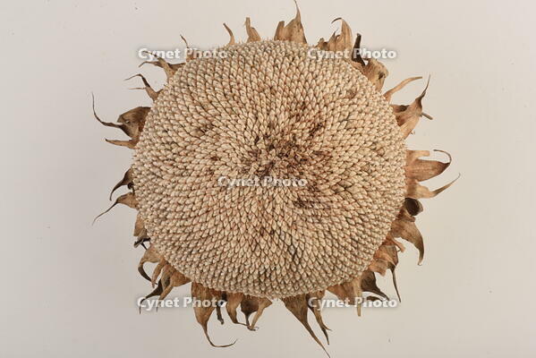 ヒマワリ　実 [XJU110005139]