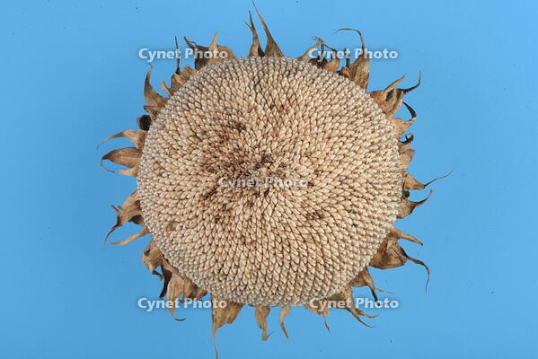 ヒマワリ　実 [XJU110005140]