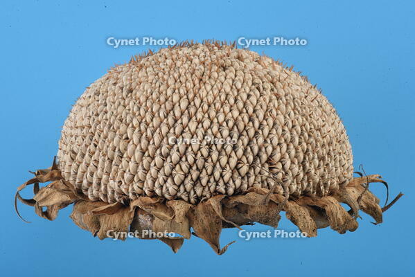 ヒマワリ　実 [XJU110005143]