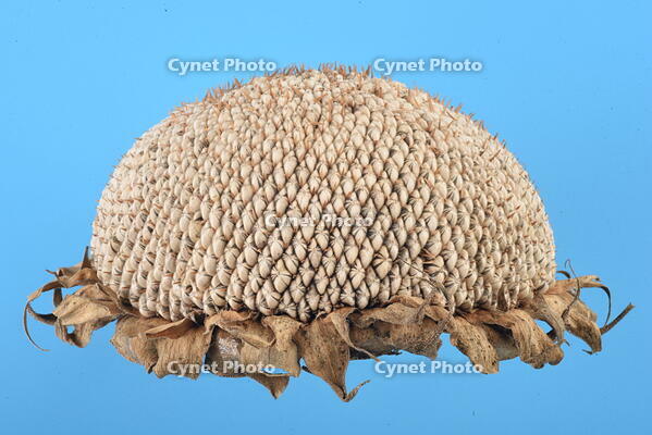 ヒマワリ　実 [XJU110005144]