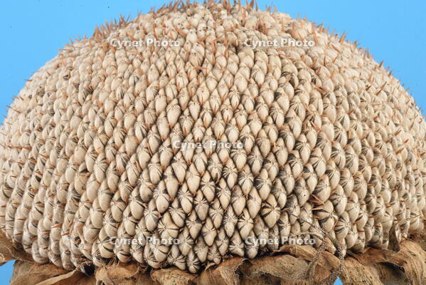 ヒマワリ　実 [XJU110005145]