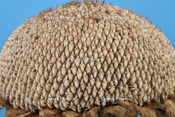 ヒマワリ　実 [XJU110005146]