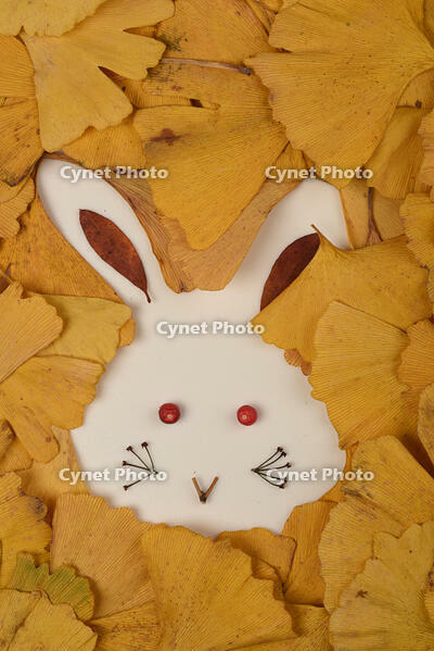落ち葉遊び　ウサギ [XJU110005148]