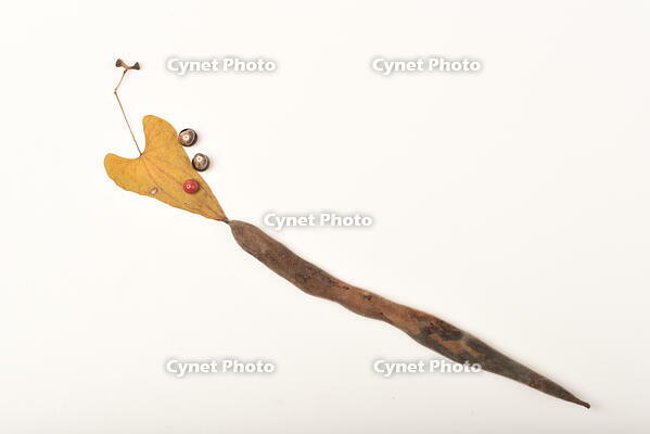 落ち葉遊び　ヘビ [XJU110005158]