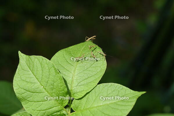 オオカマキリ　孵化したばかりの幼虫 [XJU110005160]