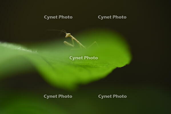オオカマキリ　孵化したばかりの幼虫 [XJU110005167]