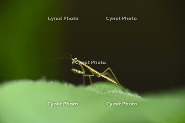 オオカマキリ　孵化したばかりの幼虫 [XJU110005168]
