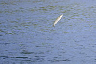 ジャンプするボラ [XJW110009058]