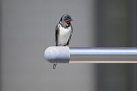 ツバメ成鳥オス　物干し竿にとまる [XJW110009059]