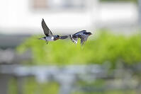 ツバメ夫婦　一緒に飛ぶ(右がメス） [XJW110009062]