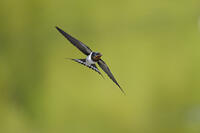 ツバメ成鳥　新緑をバックに飛ぶ [XJW110009064]