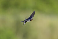 ツバメ成鳥メス [XJW110009067]