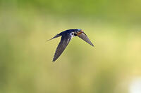 ツバメ成鳥 [XJW110009068]