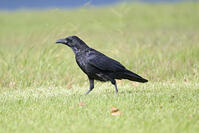 ハシボソガラス [XJW110009069]