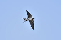 ツバメ成鳥メス [XJW110009070]