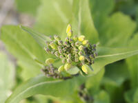 アブラナつぼみ [XJW110009073]