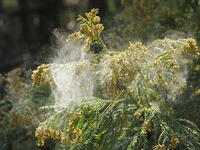 スギ雄花　花粉を飛ばす [XJW110009074]