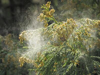 スギ雄花　花粉を飛ばす [XJW110009075]