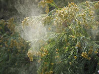 スギ雄花　花粉を飛ばす [XJW110009076]