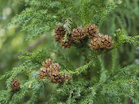 スギの実 [XJW110009077]