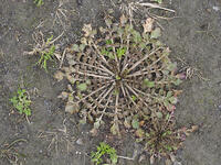 ナズナのロゼット [XJW110009080]