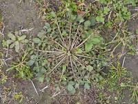 ナズナのロゼット [XJW110009081]