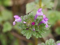 ホトケノザ閉鎖花（蕾の左側） [XJW110009083]