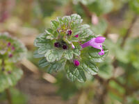 ホトケノザ閉鎖花（中央） [XJW110009084]