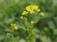 コマツナの花 [XJW110009085]