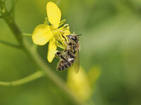 ニホンミツバチ顔を掻く [XJW110009087]