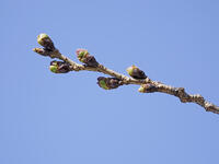 ソメイヨシノ　膨らんだ花芽 [XJW110009090]