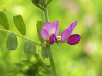 カラスノエンドウ [XJW110009093]