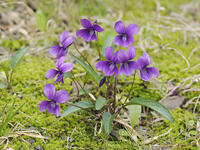 スミレの花 [XJW110009095]