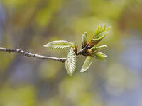 コナラ　若葉と雄花 [XJW110009096]