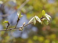 コナラの若葉 [XJW110009097]