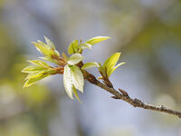 コナラの若葉 [XJW110009098]