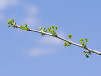 イチョウの若葉 [XJW110009100]