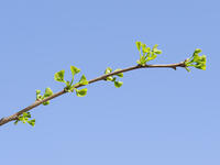 イチョウの若葉 [XJW110009101]