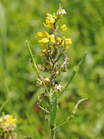 アブラナ　アブラムシがいる [XJW110009103]