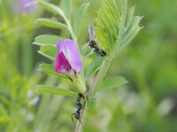 クロヤマアリ　カラスノエンドウの花外蜜腺から吸蜜 [XJW110009106]