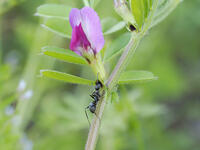 クロヤマアリ　カラスノエンドウの花外蜜腺から吸蜜 [XJW110009107]