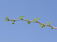 イチョウの若葉 [XJW110009108]