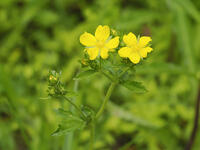 オヘビイチゴの花 [XJW110009109]